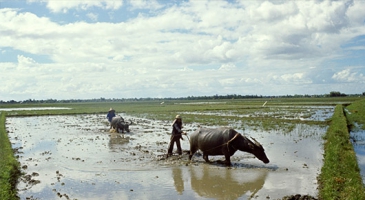 On World Food Day, Asia and the Pacific prepare agriculture for climate change